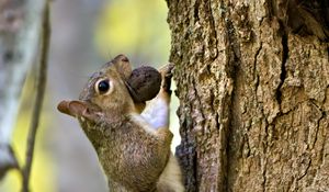 Preview wallpaper squirrel, nut, bark, tree, wildlife