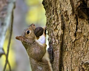 Preview wallpaper squirrel, nut, bark, tree, wildlife