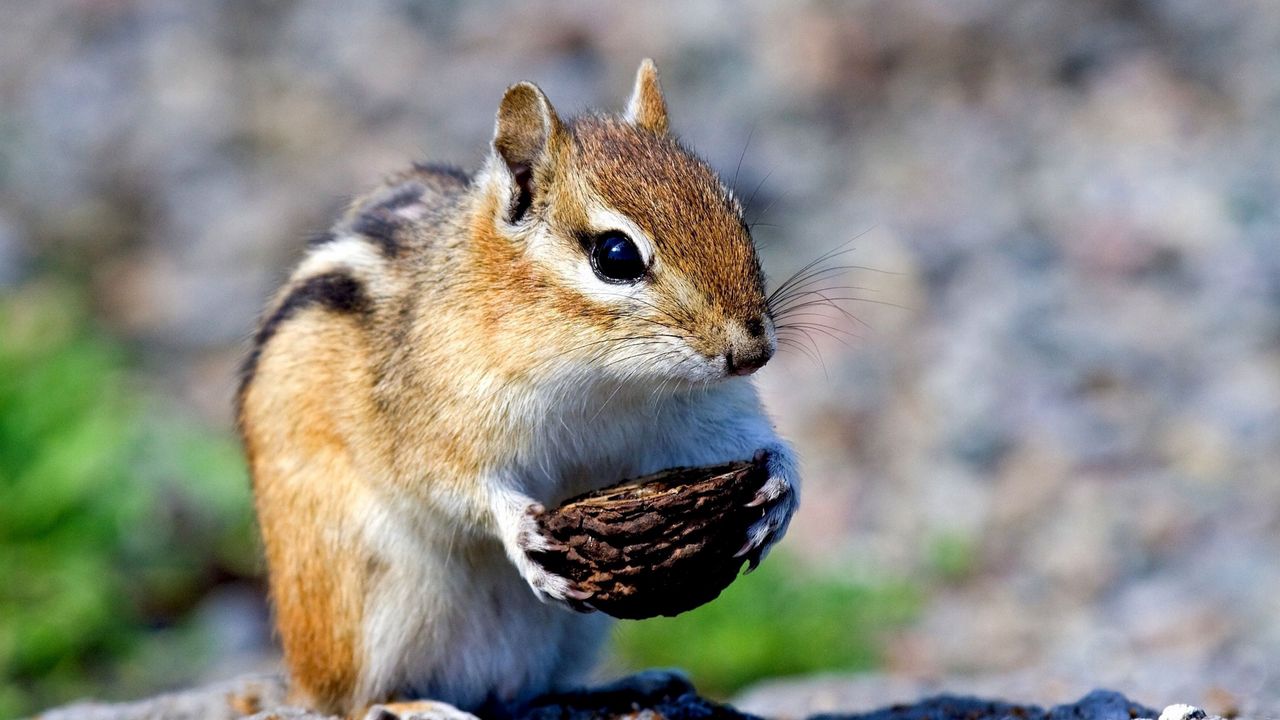 Wallpaper squirrel, nut, bokeh, muzzle, paws