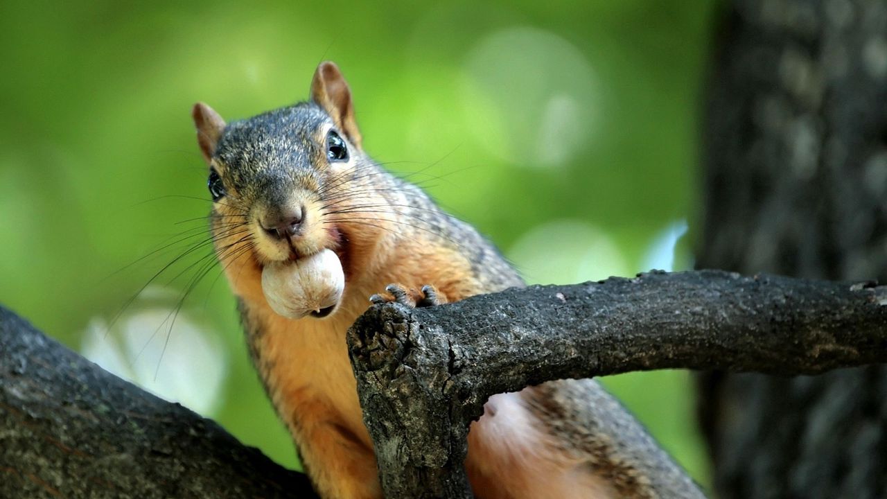Wallpaper squirrel, nut, branches, climb, mine