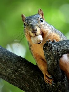 Preview wallpaper squirrel, nut, branches, climb, mine