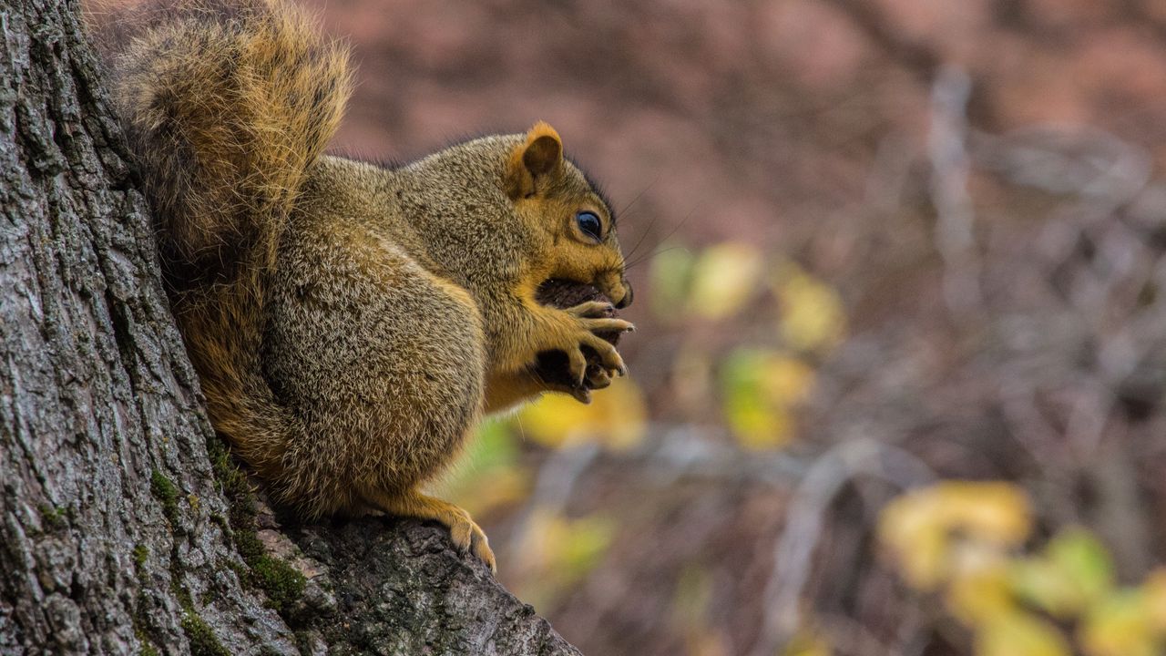 Wallpaper squirrel, nut, food, fluffy