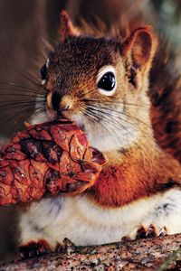 Preview wallpaper squirrel, nut, food, branches