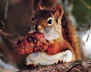 Preview wallpaper squirrel, nut, food, branches