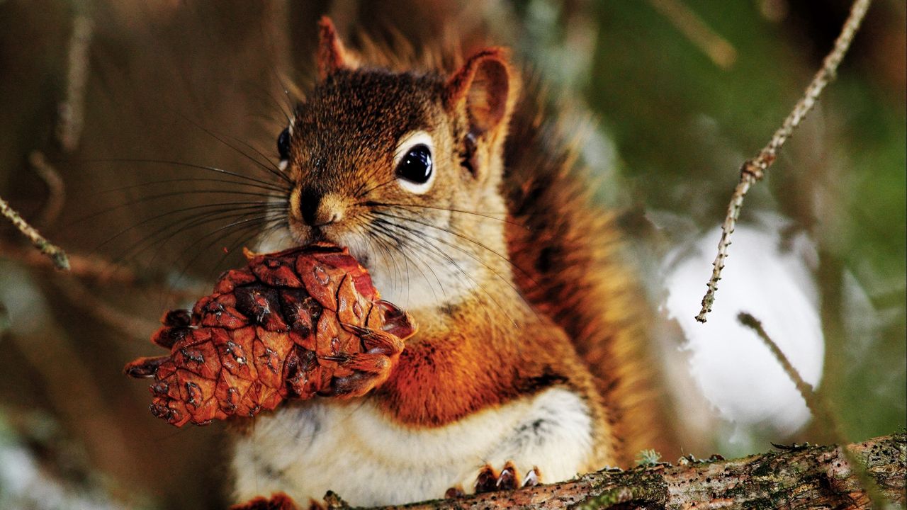 Wallpaper squirrel, nut, food, bump