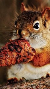 Preview wallpaper squirrel, nut, food, bump