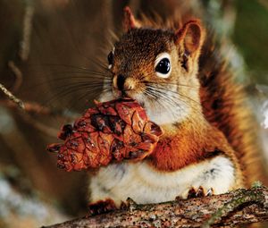 Preview wallpaper squirrel, nut, food, bump