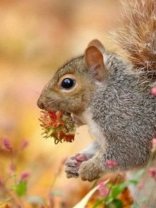 Preview wallpaper squirrel, nut, legs, ears, eyes