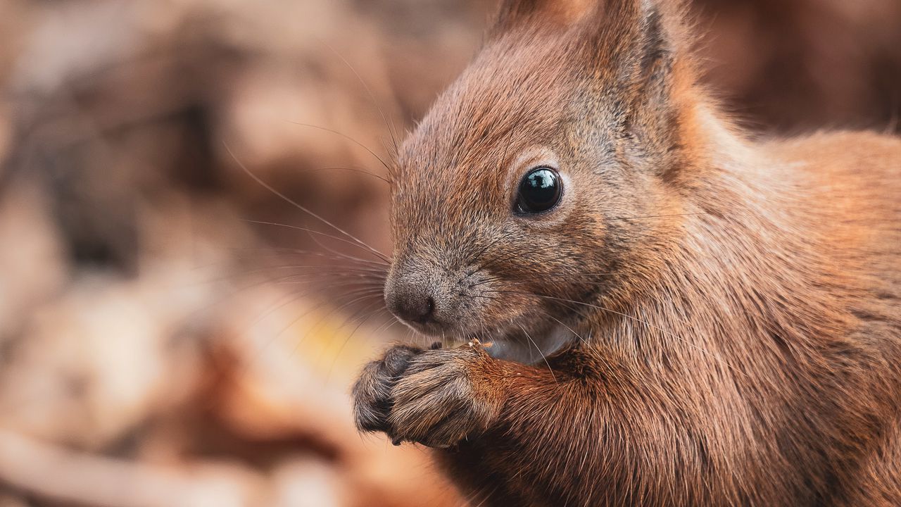 Wallpaper squirrel, nut, wildlife, animal
