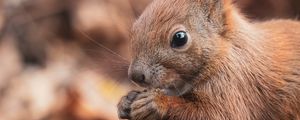 Preview wallpaper squirrel, nut, wildlife, animal