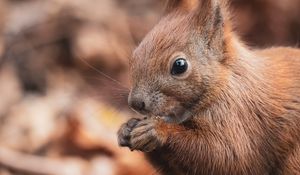 Preview wallpaper squirrel, nut, wildlife, animal