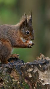 Preview wallpaper squirrel, nuts, bark, background