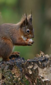 Preview wallpaper squirrel, nuts, bark, background