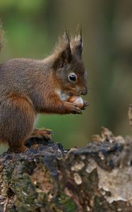 Preview wallpaper squirrel, nuts, bark, background