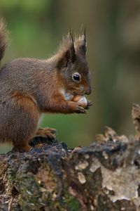 Preview wallpaper squirrel, nuts, bark, background