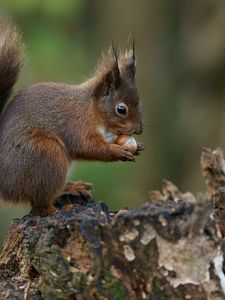 Preview wallpaper squirrel, nuts, bark, background