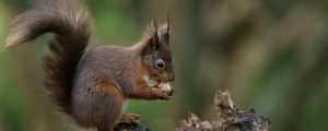 Preview wallpaper squirrel, nuts, bark, background