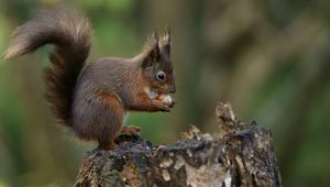 Preview wallpaper squirrel, nuts, bark, background