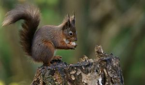 Preview wallpaper squirrel, nuts, bark, background