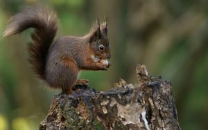 Preview wallpaper squirrel, nuts, bark, background