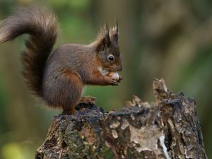 Preview wallpaper squirrel, nuts, bark, background