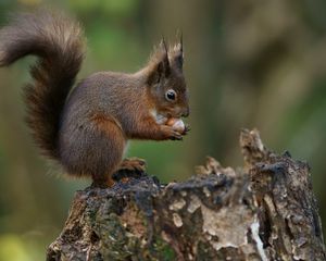 Preview wallpaper squirrel, nuts, bark, background