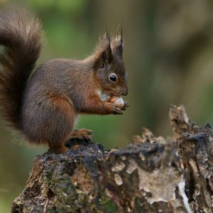 Preview wallpaper squirrel, nuts, bark, background