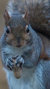 Preview wallpaper squirrel, nuts, food