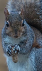 Preview wallpaper squirrel, nuts, food