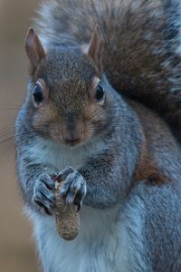 Preview wallpaper squirrel, nuts, food