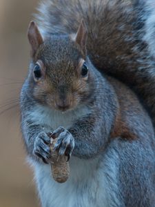 Preview wallpaper squirrel, nuts, food