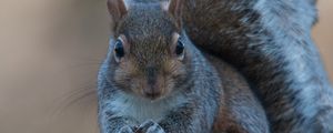 Preview wallpaper squirrel, nuts, food