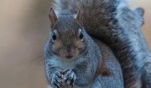 Preview wallpaper squirrel, nuts, food