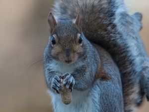 Preview wallpaper squirrel, nuts, food