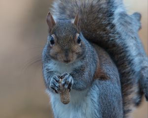 Preview wallpaper squirrel, nuts, food