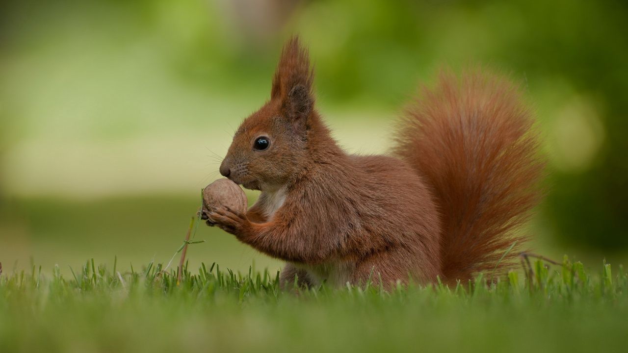Wallpaper squirrel, nuts, food, grass