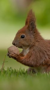 Preview wallpaper squirrel, nuts, food, grass