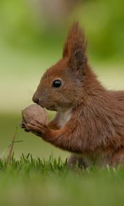 Preview wallpaper squirrel, nuts, food, grass