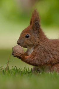 Preview wallpaper squirrel, nuts, food, grass