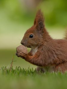 Preview wallpaper squirrel, nuts, food, grass