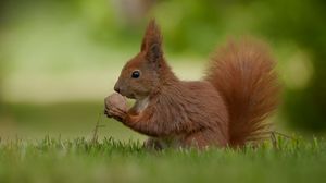 Preview wallpaper squirrel, nuts, food, grass