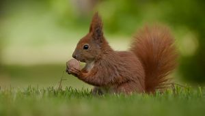 Preview wallpaper squirrel, nuts, food, grass