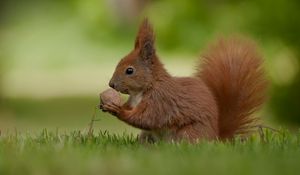 Preview wallpaper squirrel, nuts, food, grass