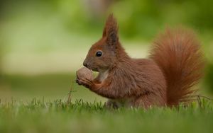 Preview wallpaper squirrel, nuts, food, grass