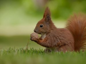 Preview wallpaper squirrel, nuts, food, grass