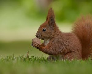 Preview wallpaper squirrel, nuts, food, grass