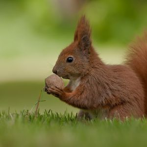 Preview wallpaper squirrel, nuts, food, grass