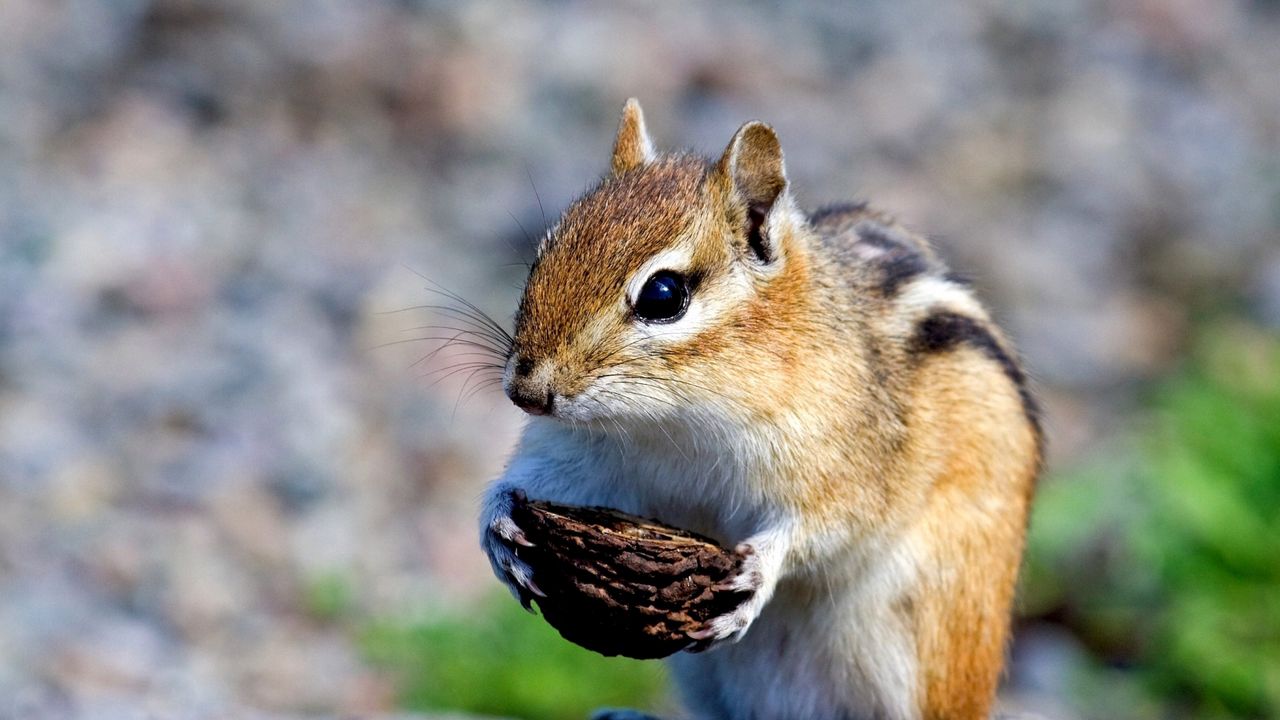 Wallpaper squirrel, nuts, food, stones