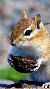 Preview wallpaper squirrel, nuts, food, stones