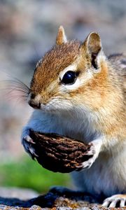 Preview wallpaper squirrel, nuts, food, stones